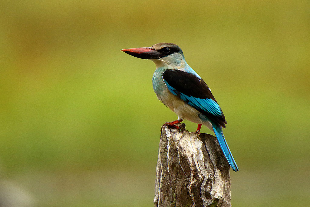 séjour ornithologique au Sénégal