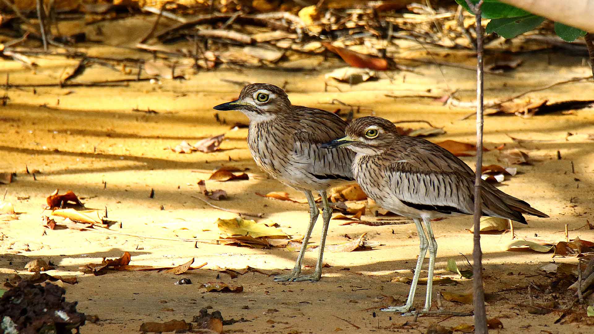 Les oiseaux côtiers en Casamance