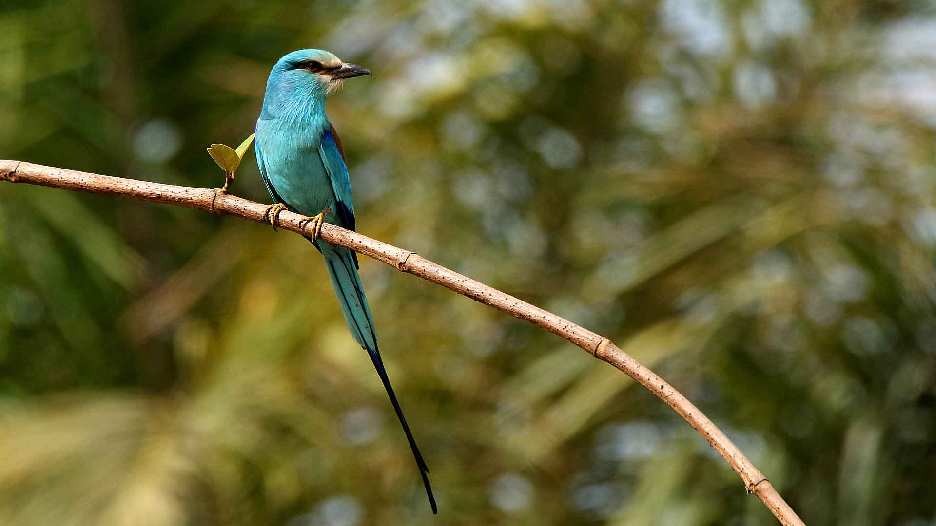 voyage ornithologique au Sénégal