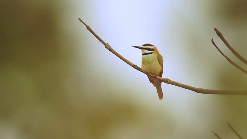 Bird watching au Sénégal – guêpiers en Casamance, ATLANTIC Abéné