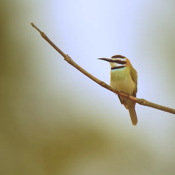 Observation des oiseaux au Sénégal – ATLANTIC Abéné Casamance