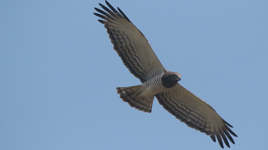 photo animalière Gambie Casamance