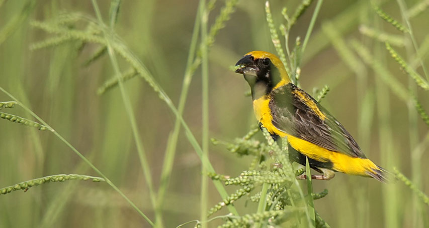 Tour ornithologique en Gambie