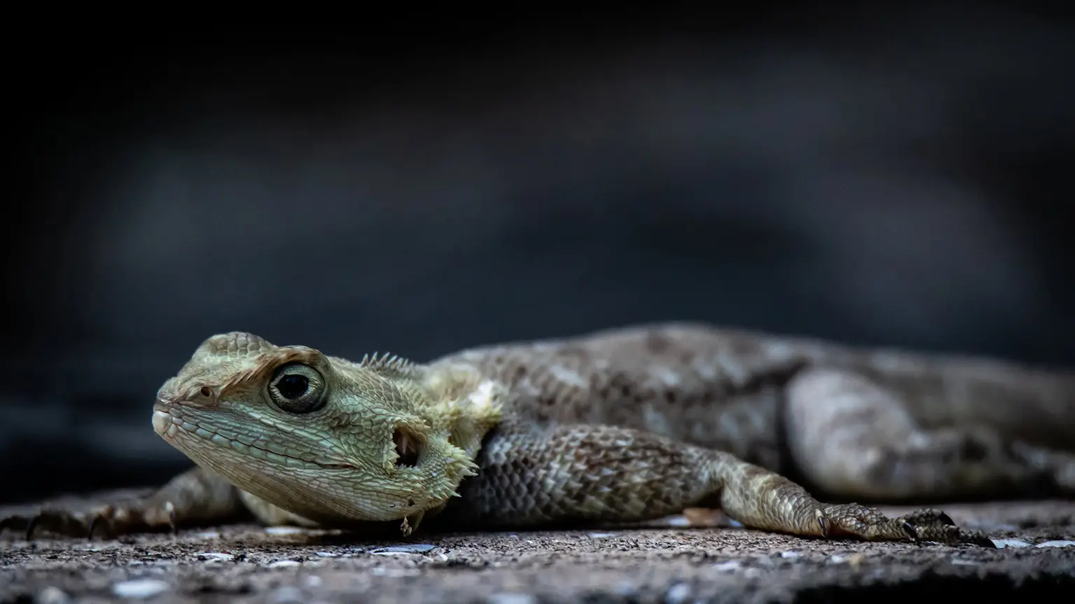 Agama photographed at ground level, spiny nape scales, lodge garden