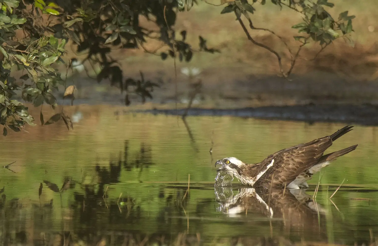 Osprey bathing in the Abéné airstrip pool, wings raised