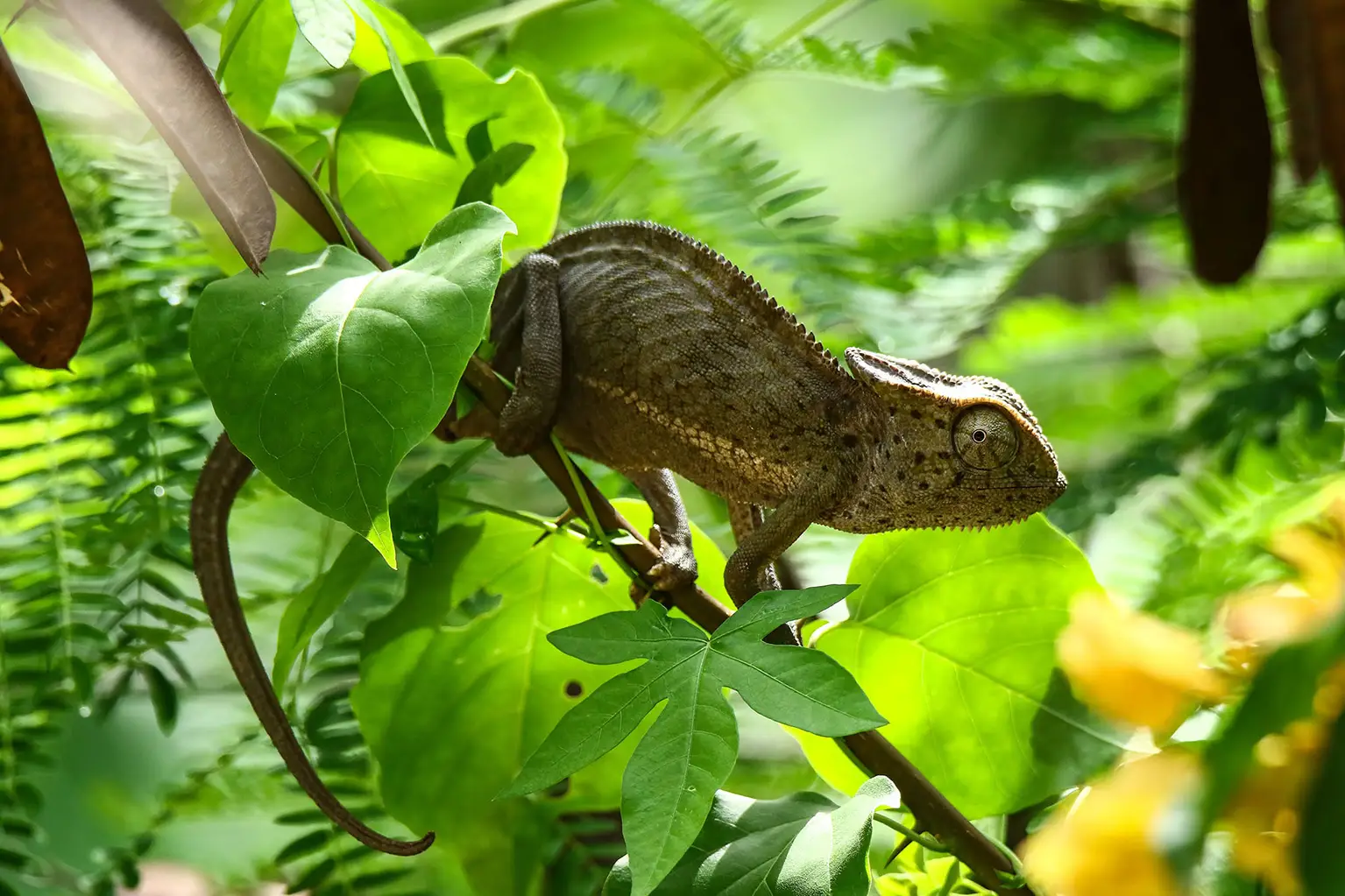 Senegal Chameleon moving along a branch in the foliage, lodge garden