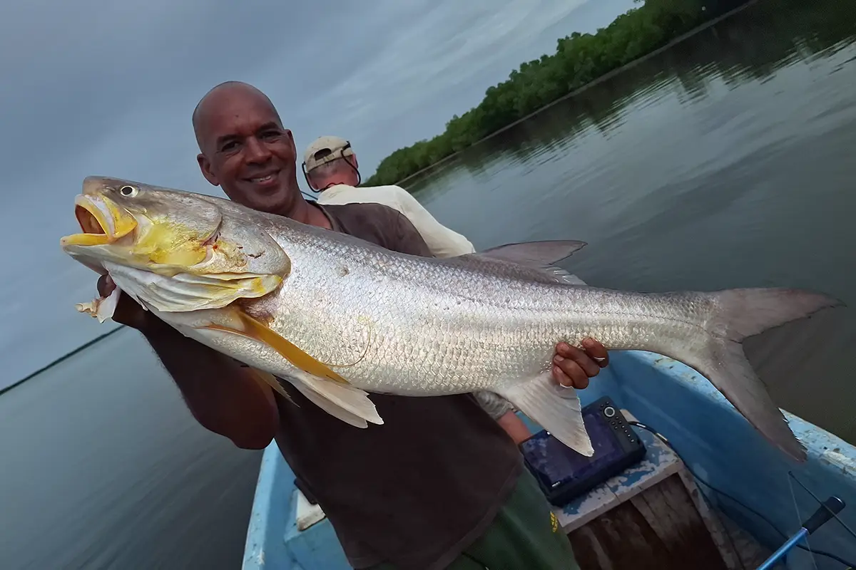 Threadfin taken on a soft lure at the end of the day, Casamance