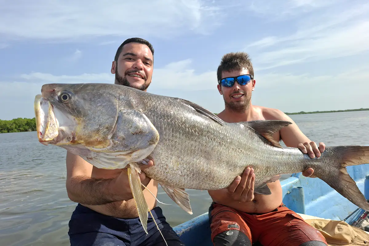 Trophy threadfin taken by boat in the bolongs of Casamance