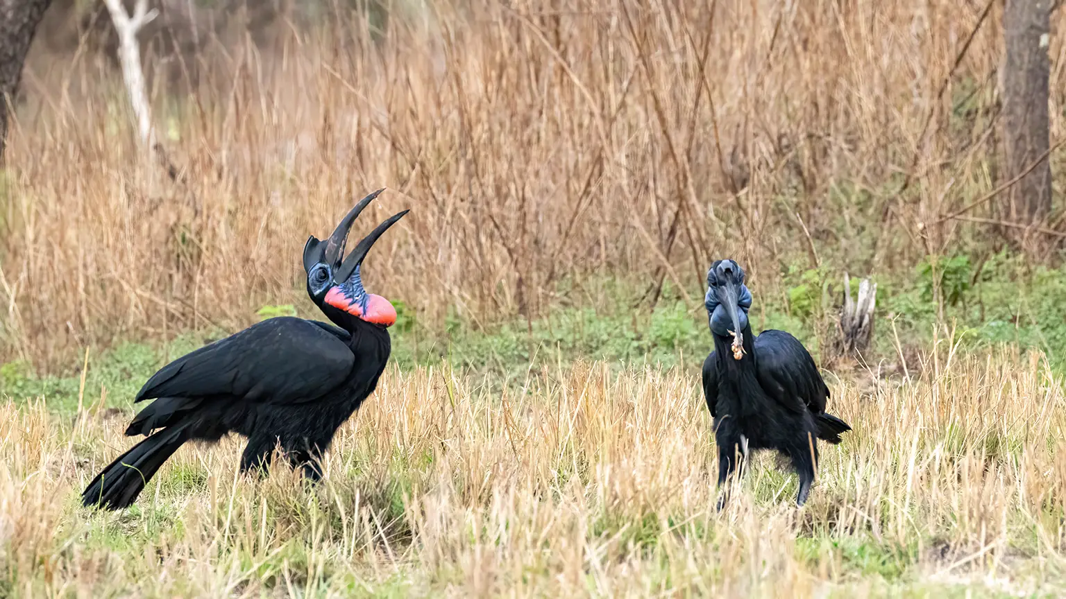 Couple de Bucorves d'Abyssinie dans la savane de Kabiline, Casamance