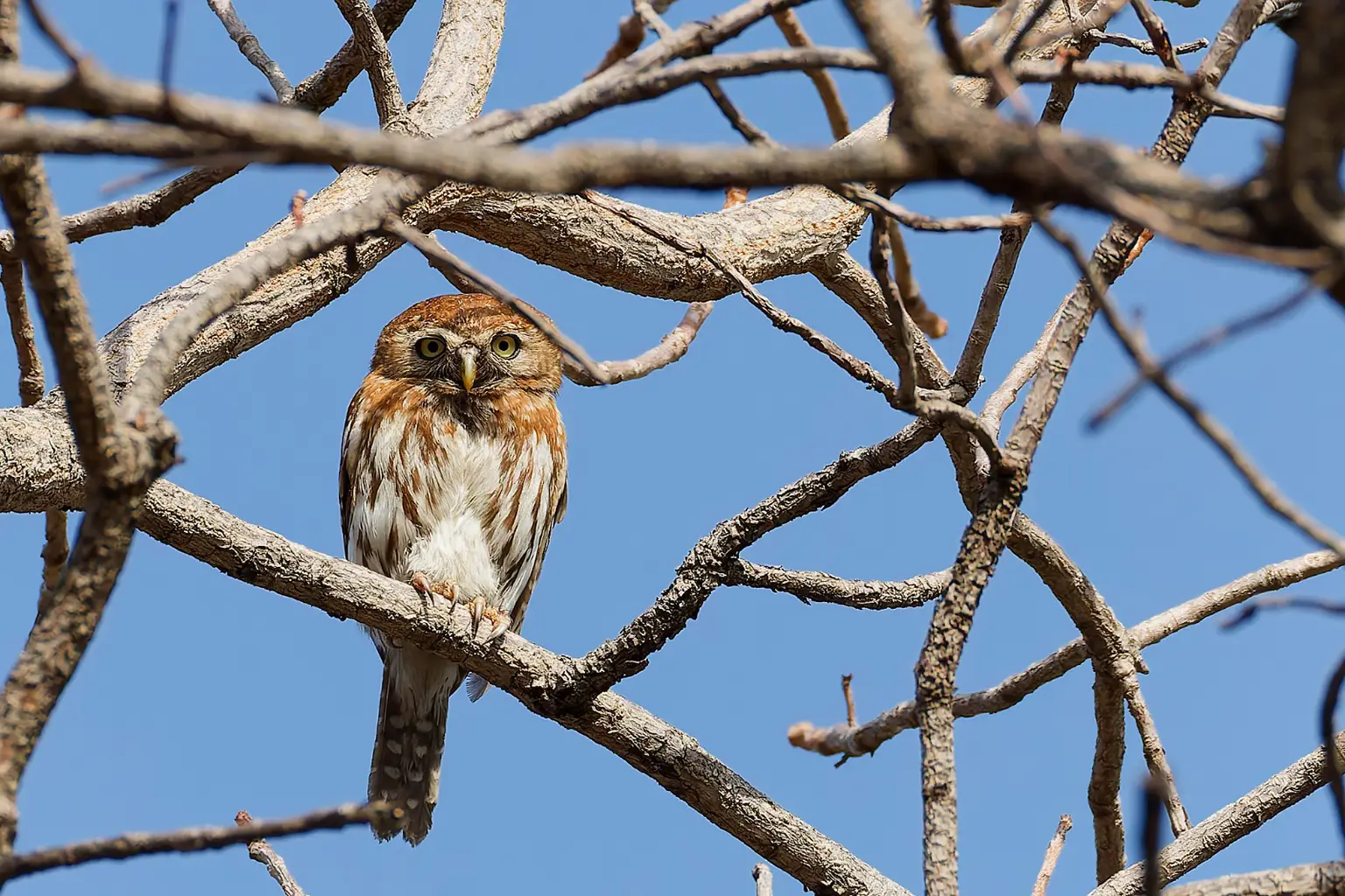 Chevêchette perlée perchée dans les branches, Kwinella, Gambie