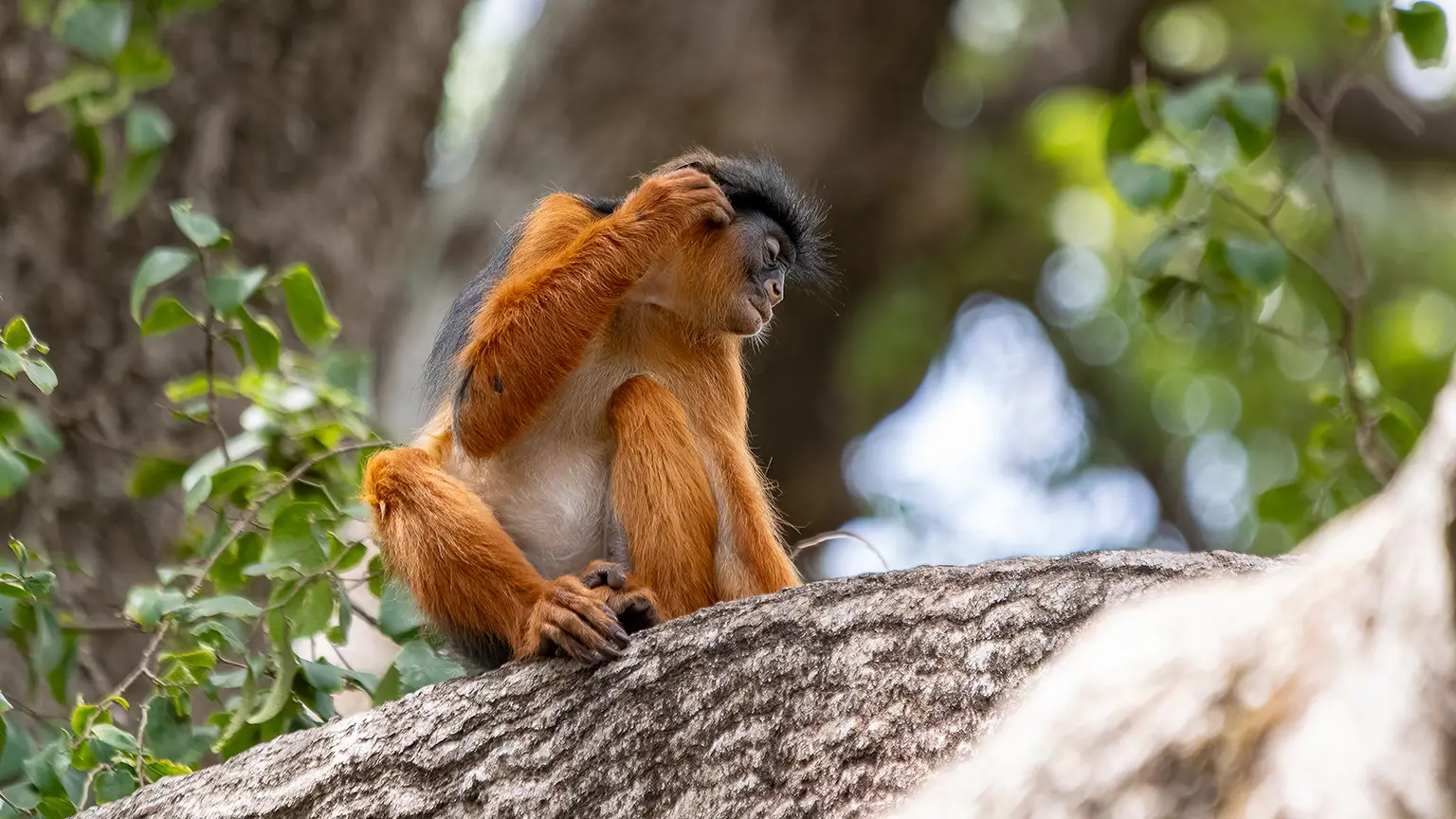 Colobe bai sur l'arbre sacré du village d'Abéné, Casamance
