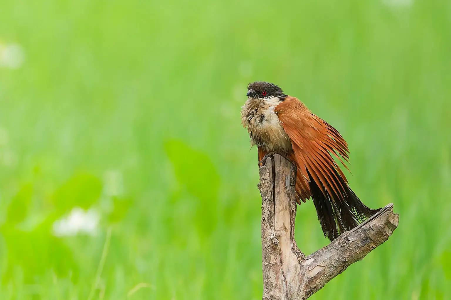 Coucal du Sénégal perché sur une souche, Gambie