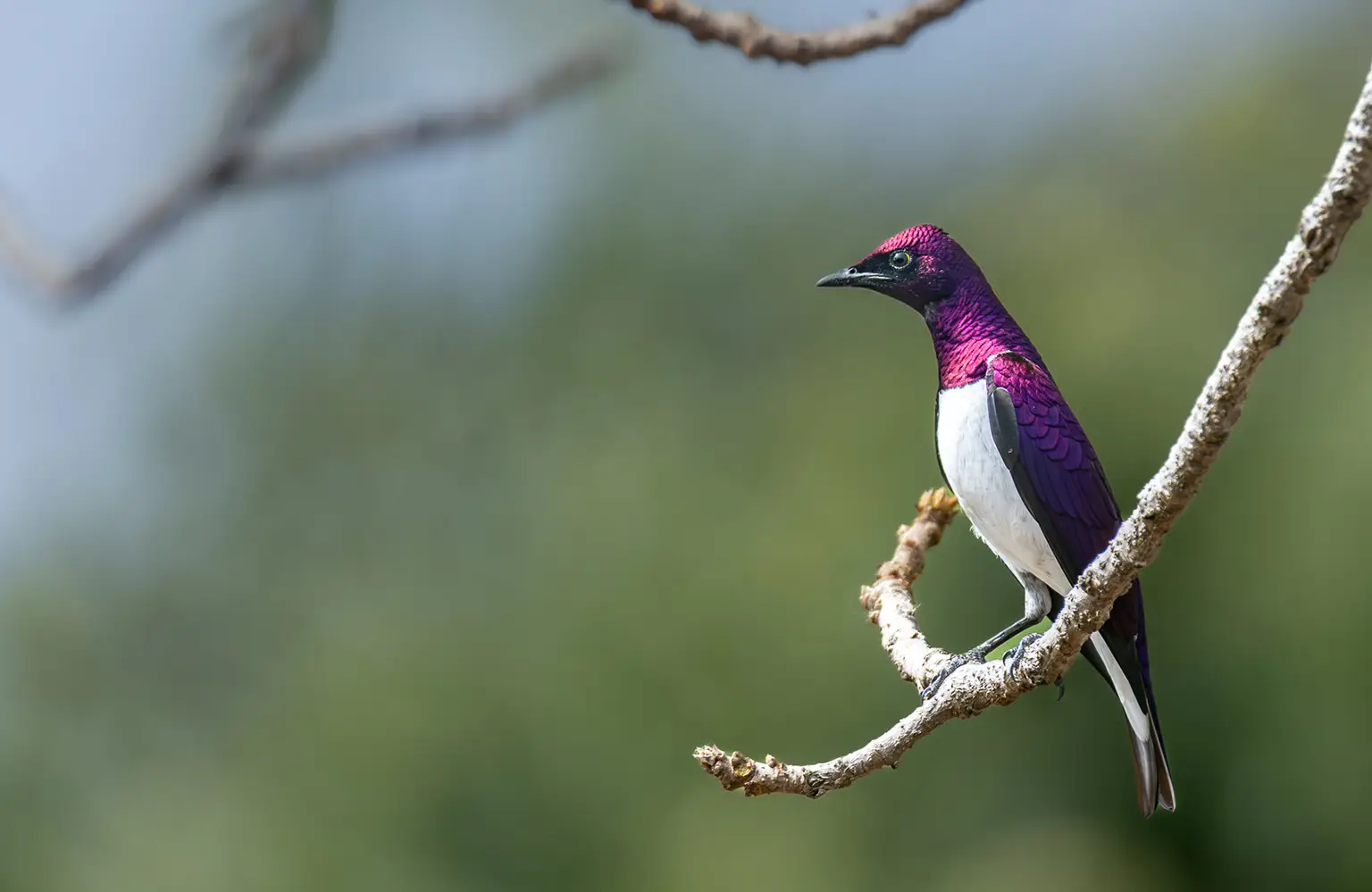 Étourneau améthyste au plumage violet irisé, Janjanbureh, Gambie