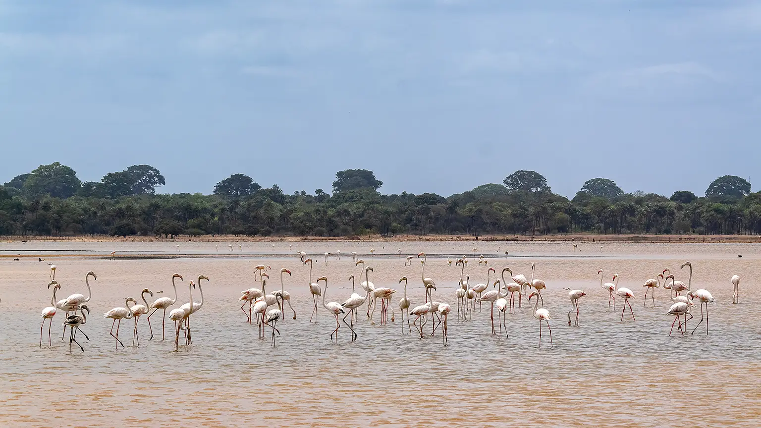 Rassemblement de Flamants roses sur la vasière de Kabiline, Casamance