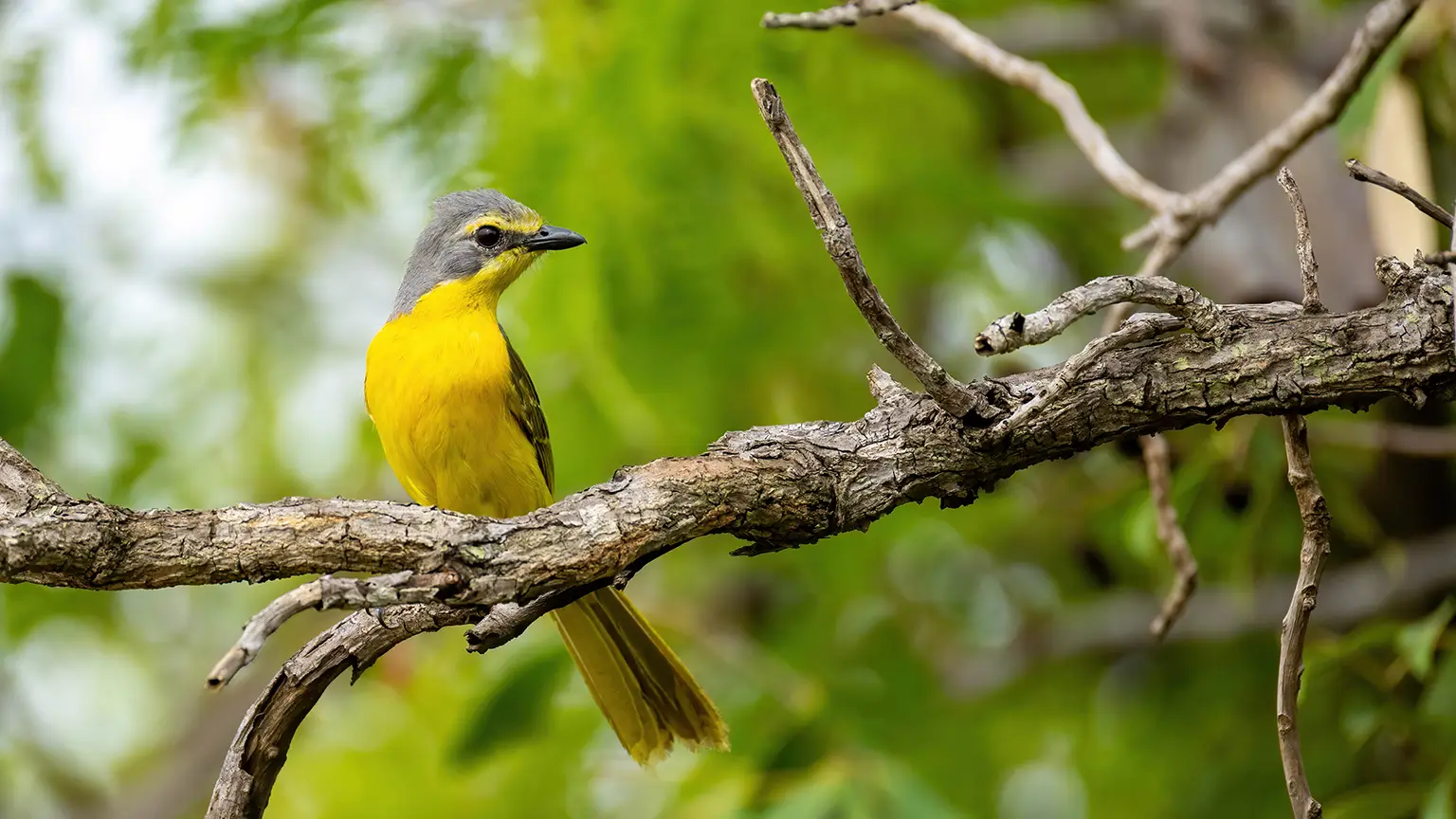 Gonolek soufré au ventre jaune vif, Niafaran, Casamance