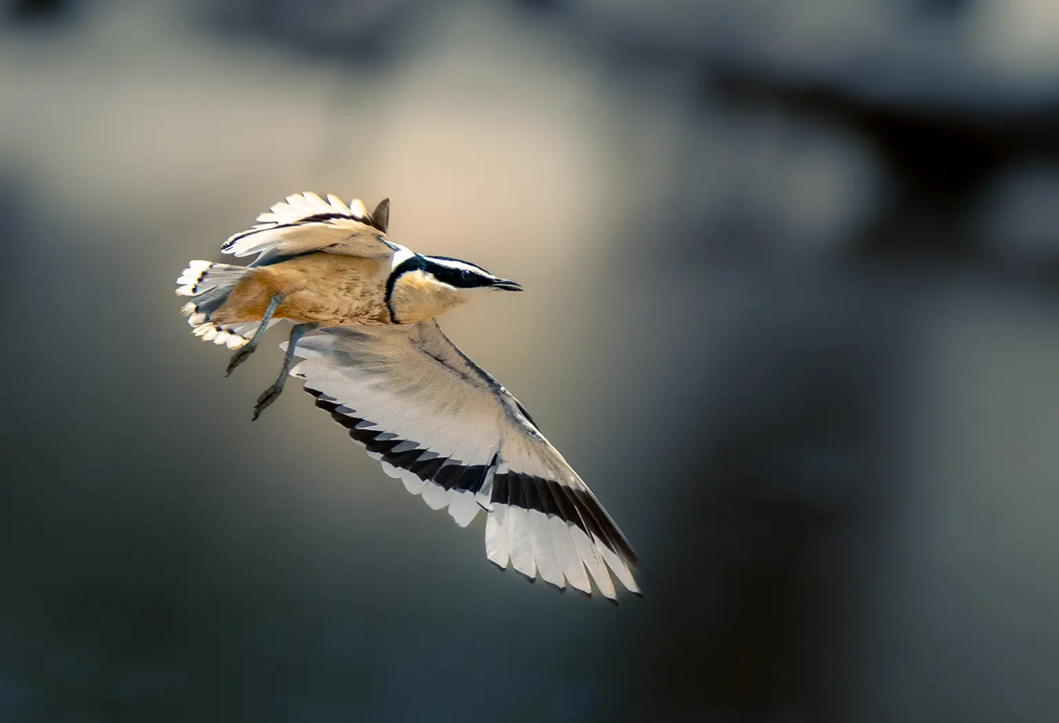 Pluvian fluviatile en vol au-dessus de l'eau, fleuve Gambie