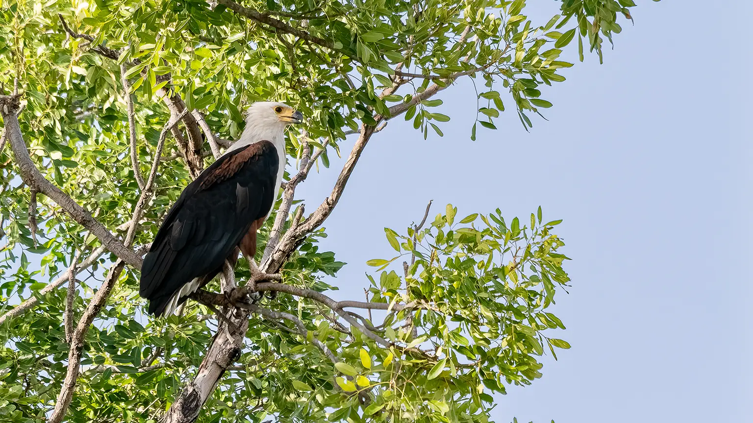 Pygargue vocifer perché au-dessus du fleuve Gambie