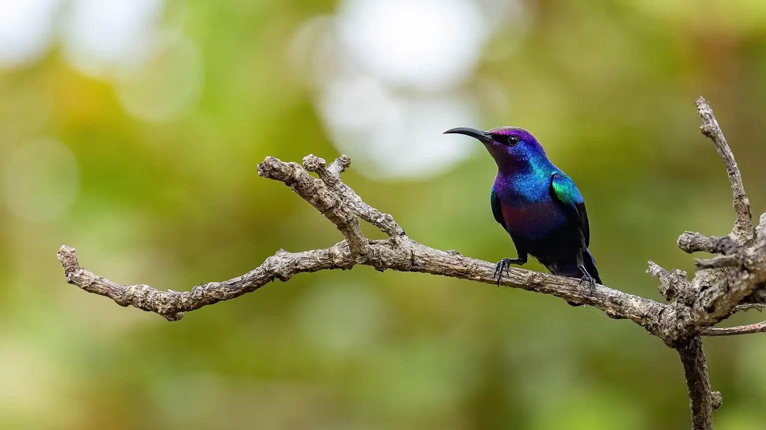Souimanga éclatant mâle aux reflets bleus et violets, Abéné, Casamance