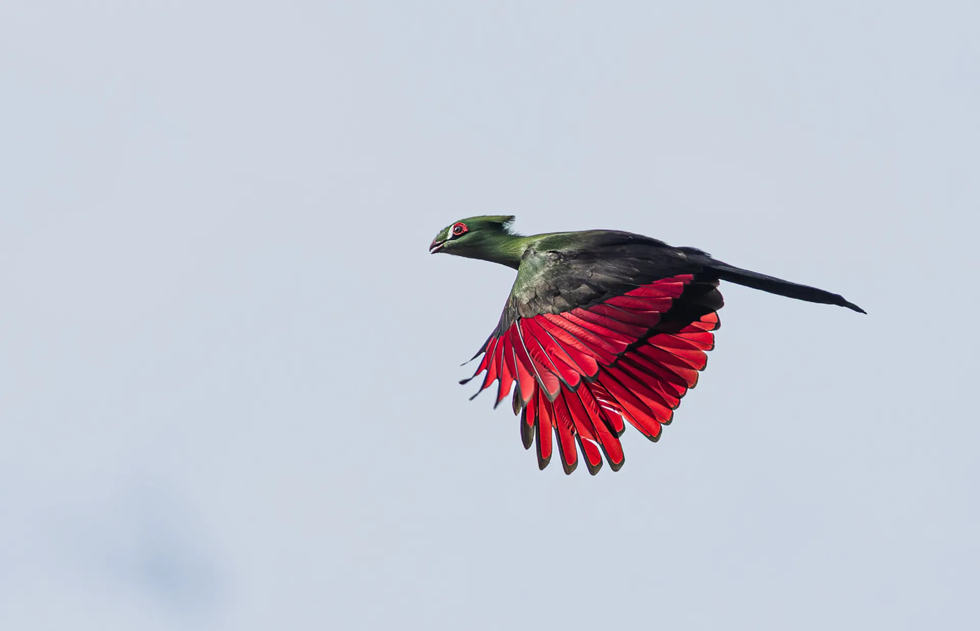 Touraco vert en vol, ailes rouges déployées, oiseaux Gambie Casamance