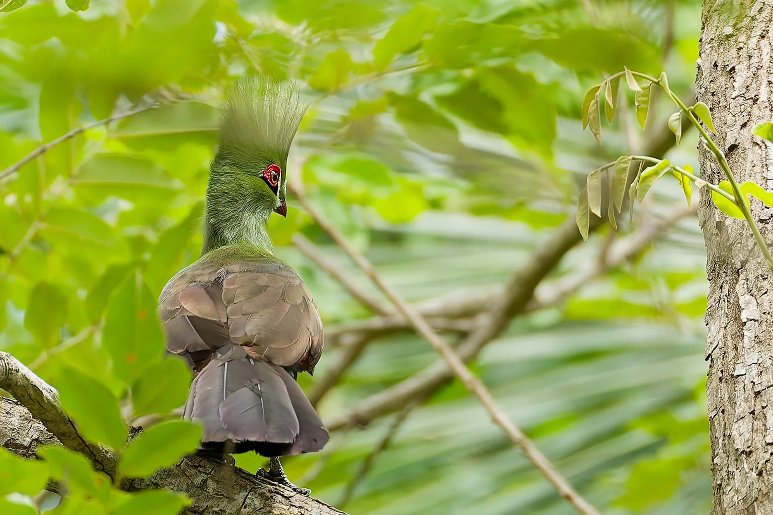 Touraco vert perché dans la forêt de Kafountine, Casamance
