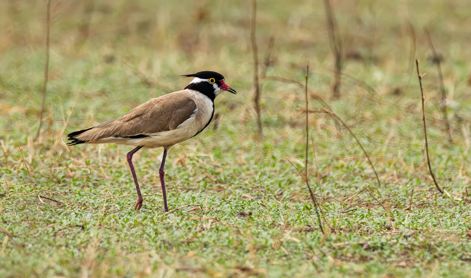 Vanneau à tête noire dans une prairie humide, Bansang, Gambie