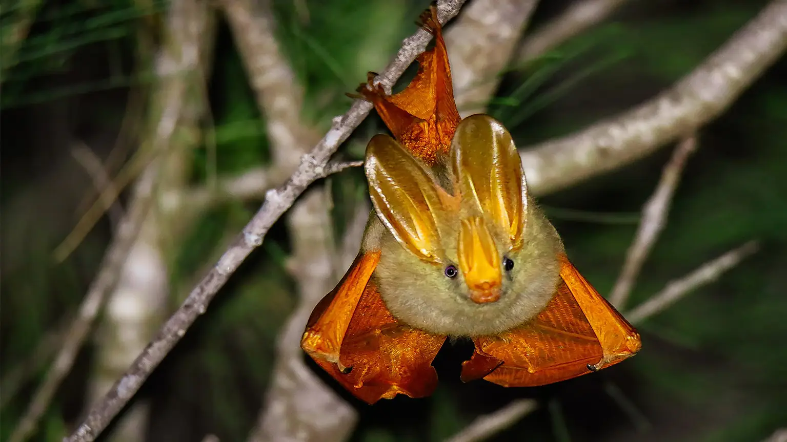 Yellow-winged Bat hanging from a branch, translucent wings spread, lodge garden
