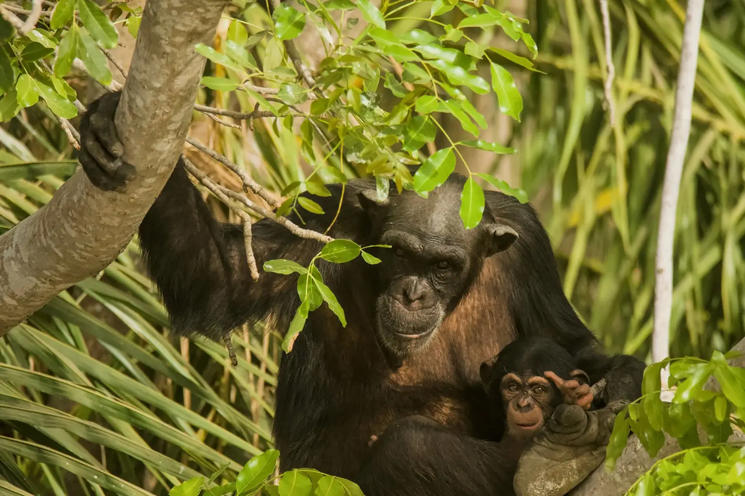 Female West African Chimpanzee and her young in a tree, Baboon Islands, River Gambia
