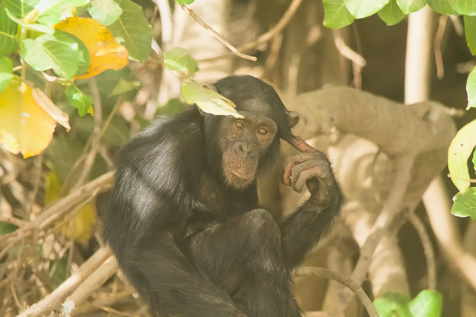 West African Chimpanzee photographed from the boat, River Gambia