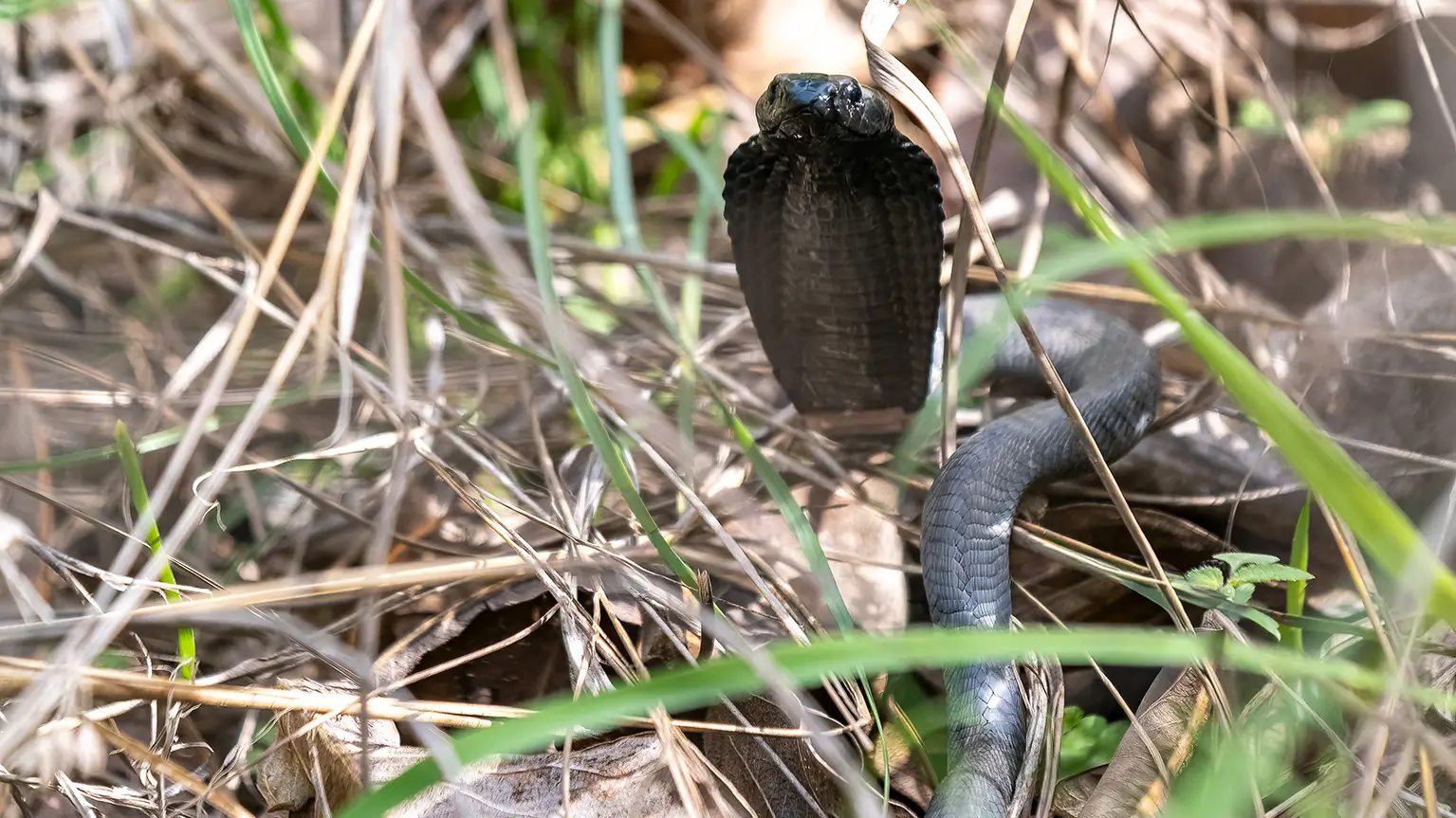 Black-necked Spitting Cobra in threat posture, hood spread, Casamance