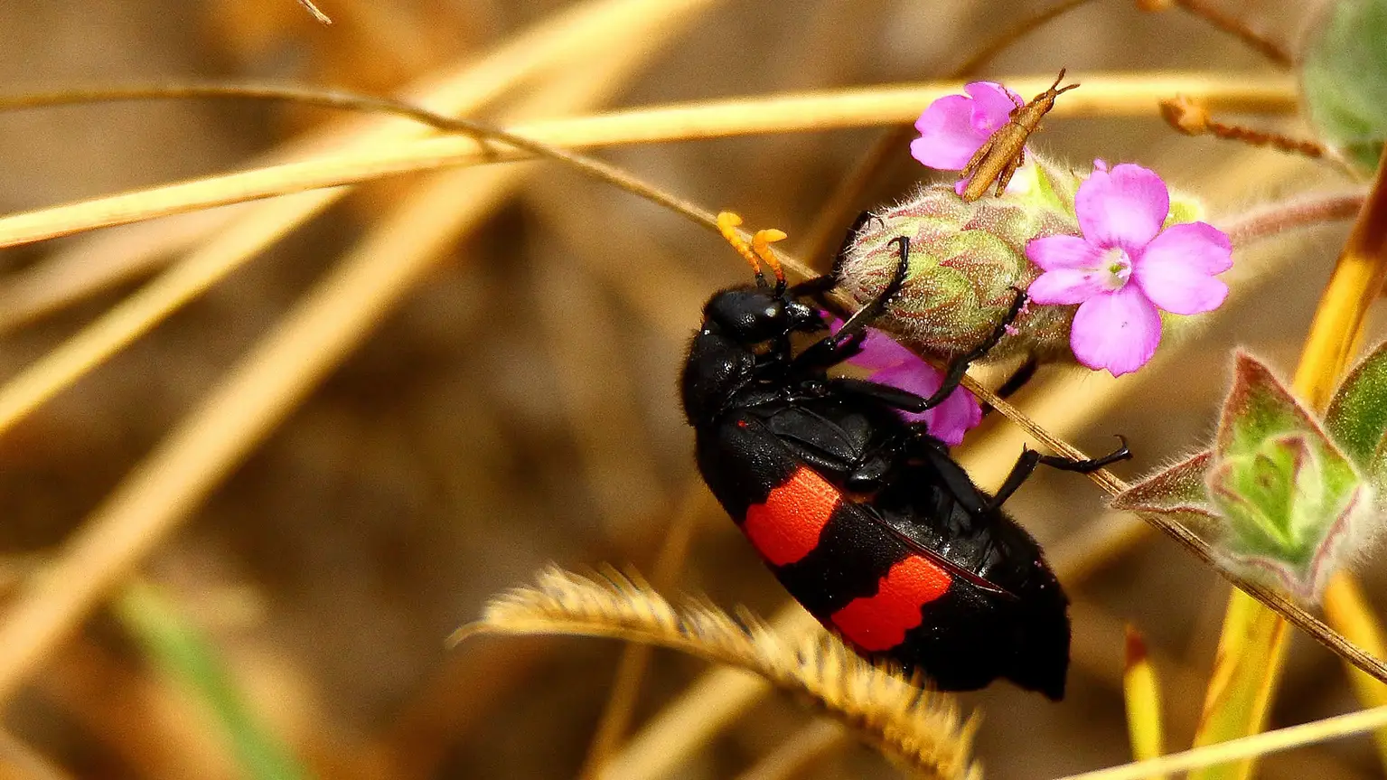 Black and red blister beetle on a pink flower, Casamance rice field