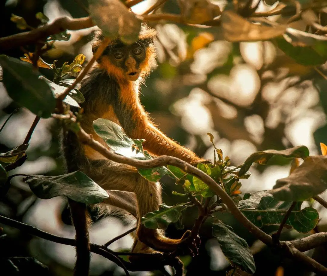 Temminck's Red Colobus in the canopy, backlit, Abéné forest