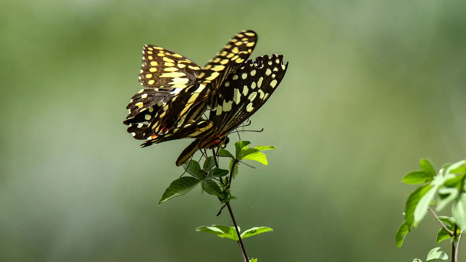 Pair of Citrus Swallowtails mating on a stem, Casamance rice field