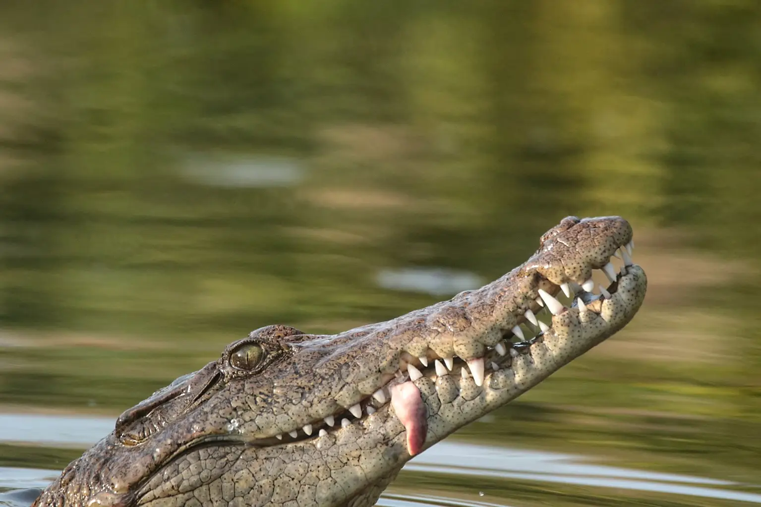 West African Crocodile with head out of the water, jaws open, Abéné bolong