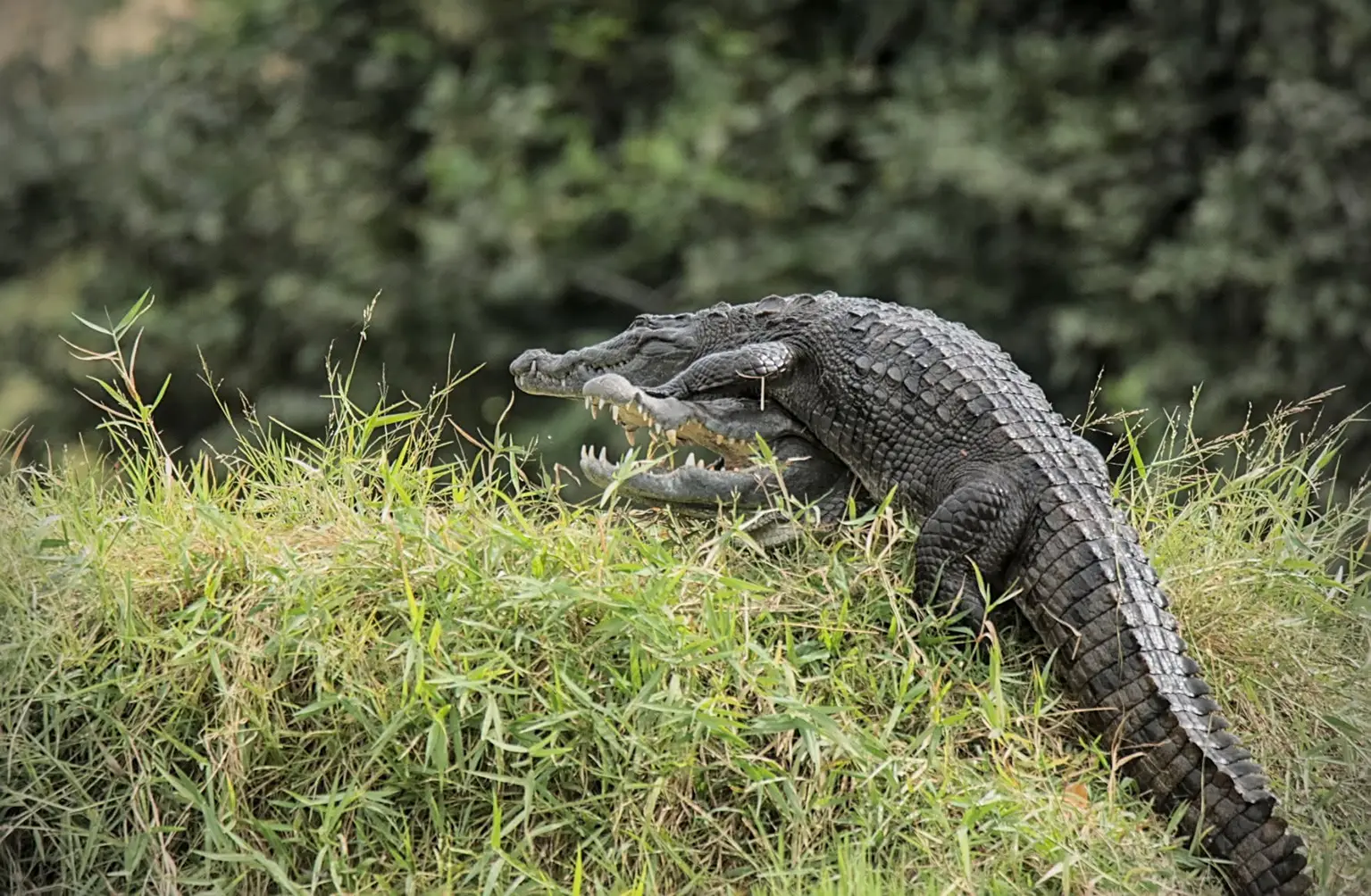 West African Crocodile basking on a grassy bank, Abéné