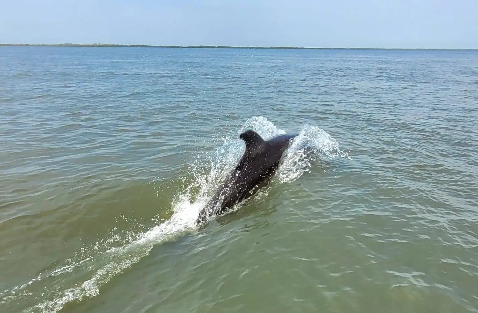 Atlantic Humpback Dolphin surfacing, Pointe Saint-Georges, Casamance river