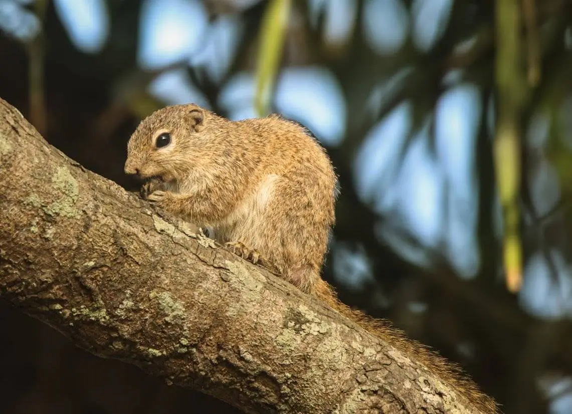 Gambian Sun Squirrel on a thick branch, grizzled fawn coat, Casamance