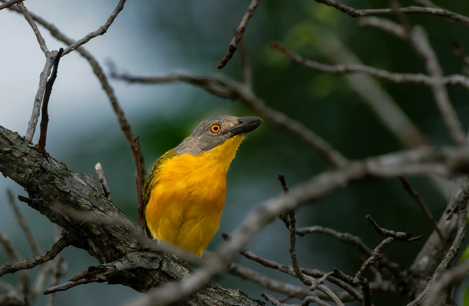 Gladiateur de Blanchot à œil orange et bec massif, forêt de Casamance