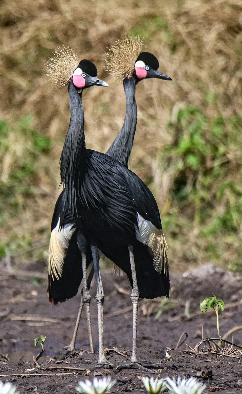 Pair of Black Crowned Cranes at the Abéné airstrip pool, golden crests raised
