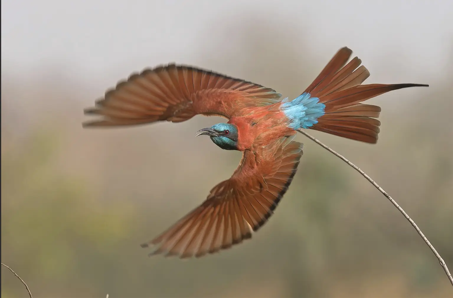 Guêpier écarlate en vol, plumage carmin et croupion bleu