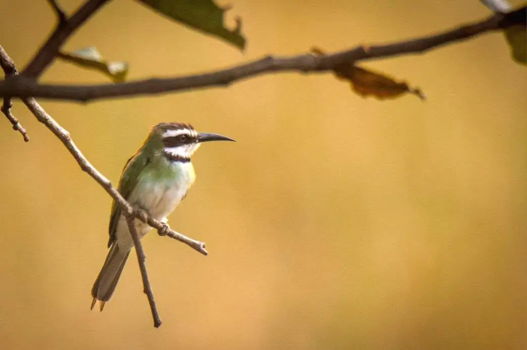 White-throated Bee-eater on a thin branch against a plain ochre background, Pointe Saint-Georges