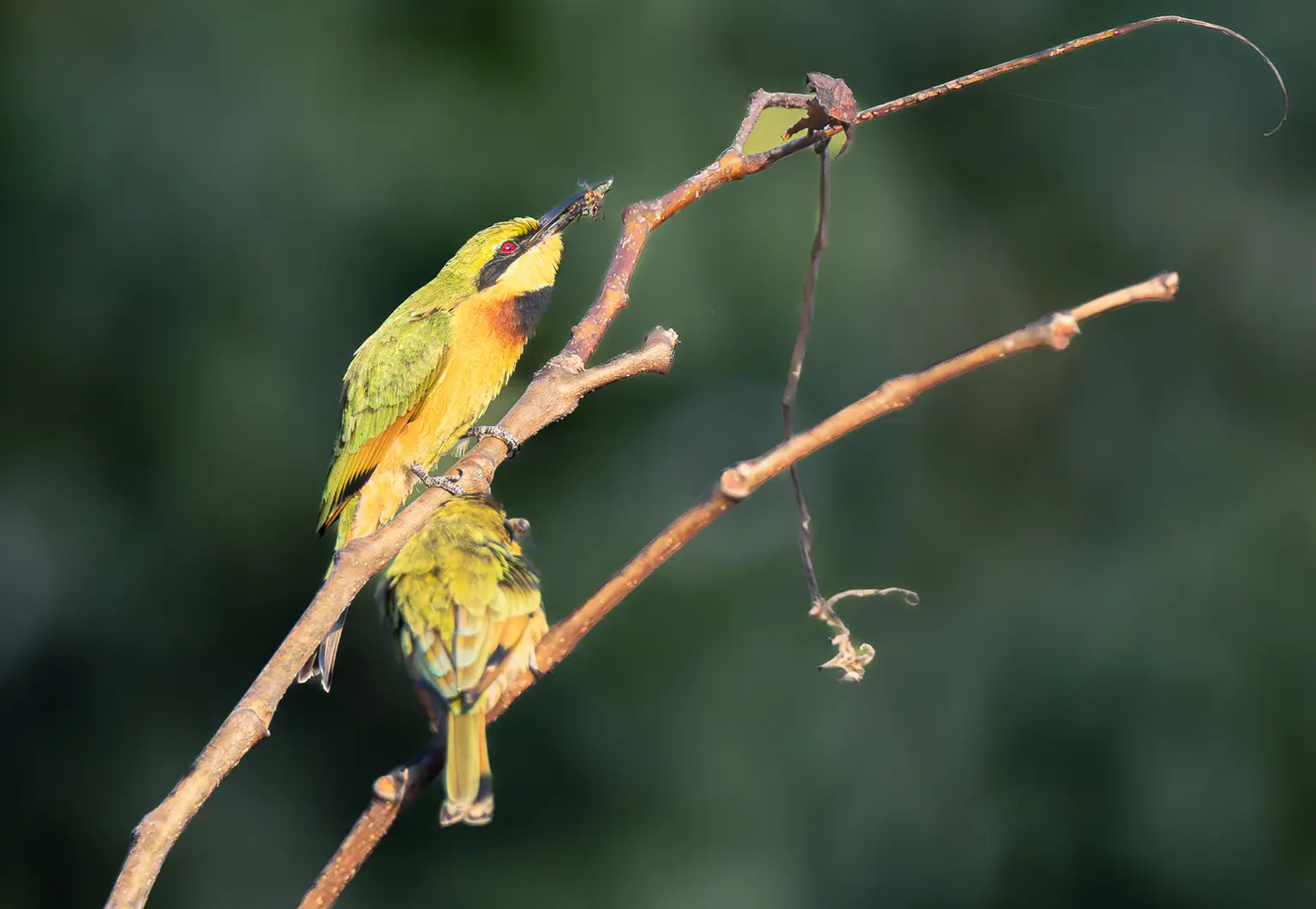 Deux Guêpiers nains posés sur une tige sèche près des rizières
