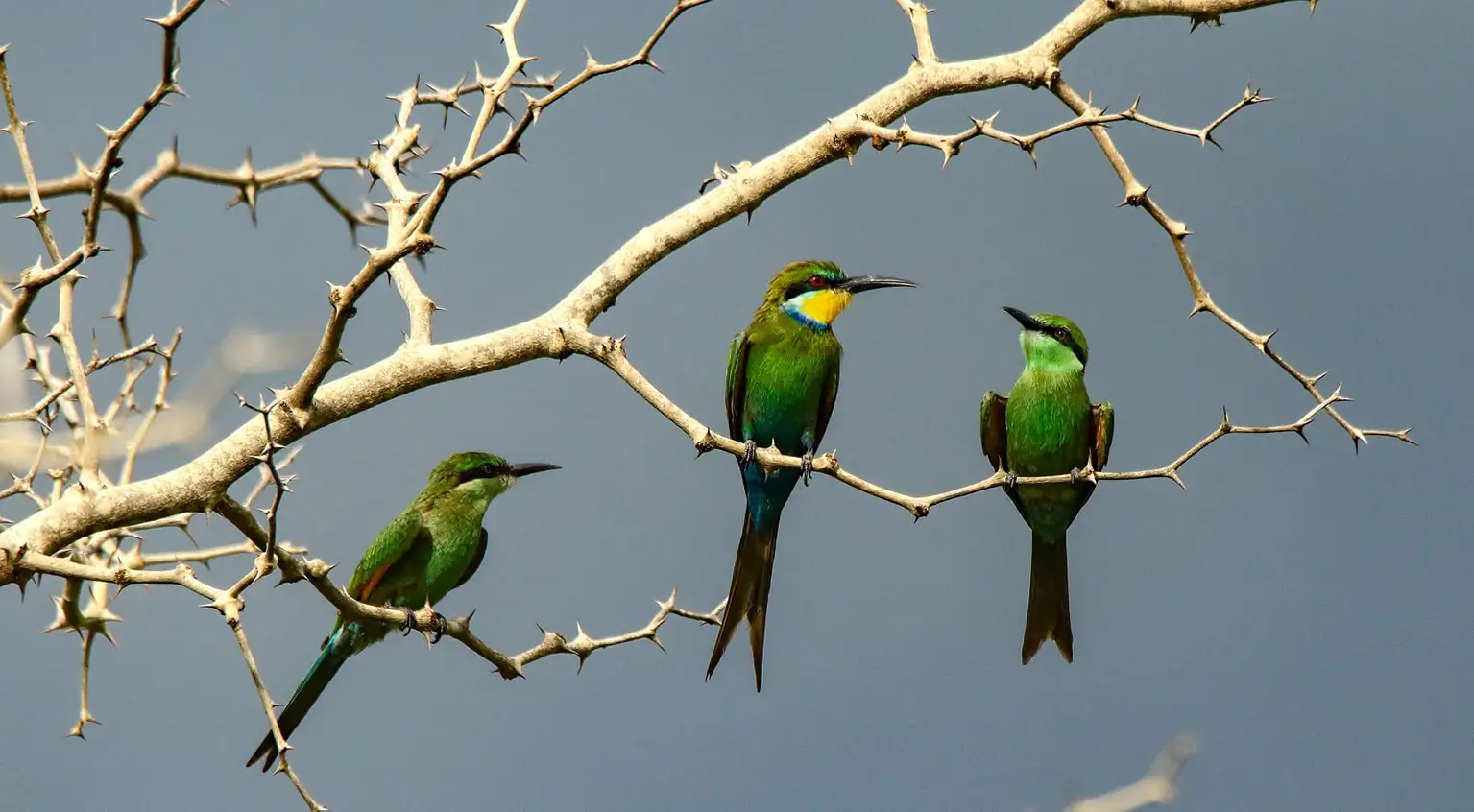 Trois Guêpiers à queue d'aronde perchés sur une branche épineuse