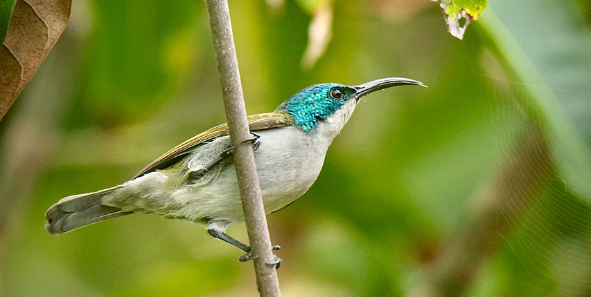 guide ornithologique gambie