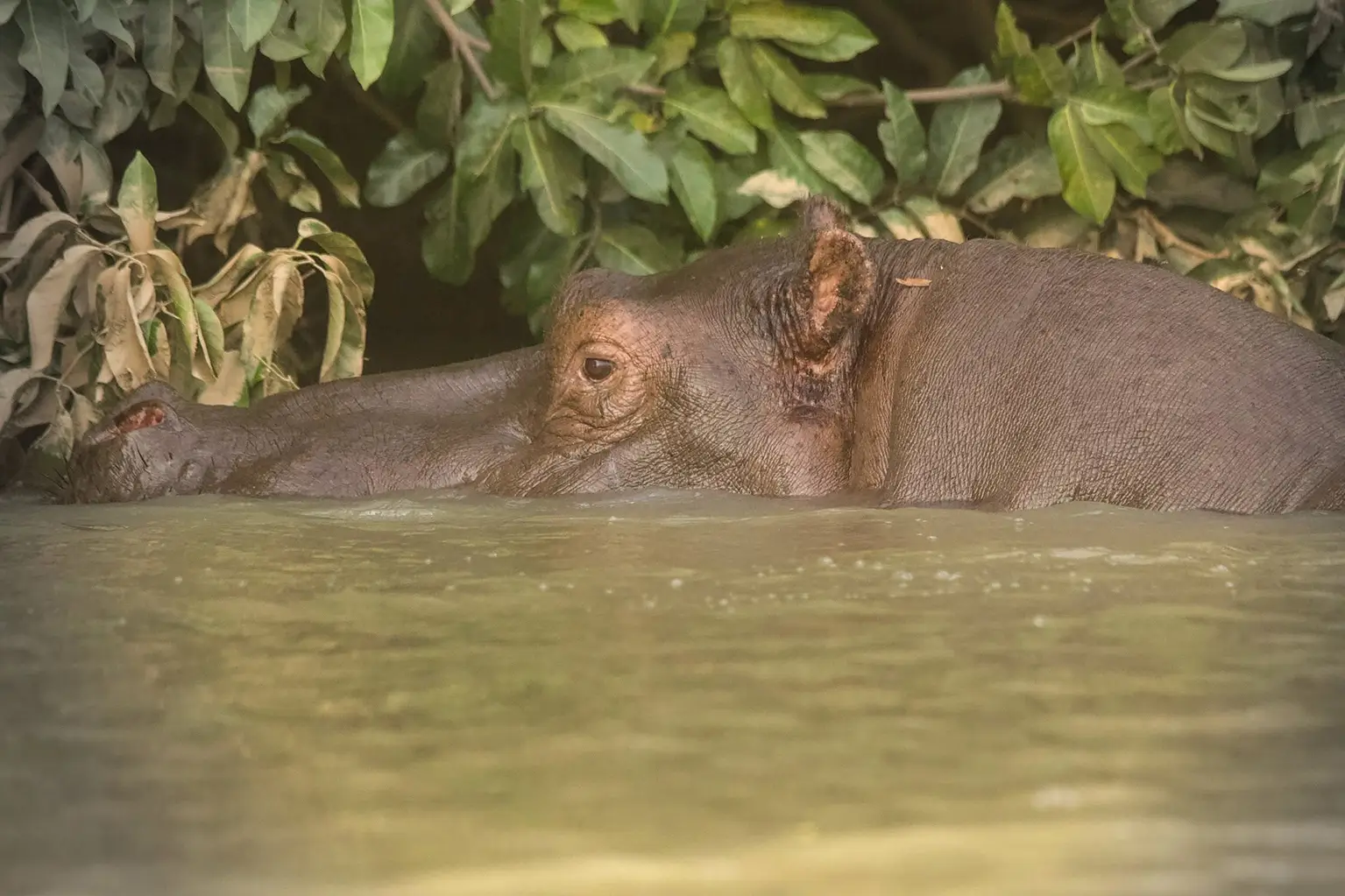 Hippopotamus surfacing on the River Gambia in front of the bank vegetation