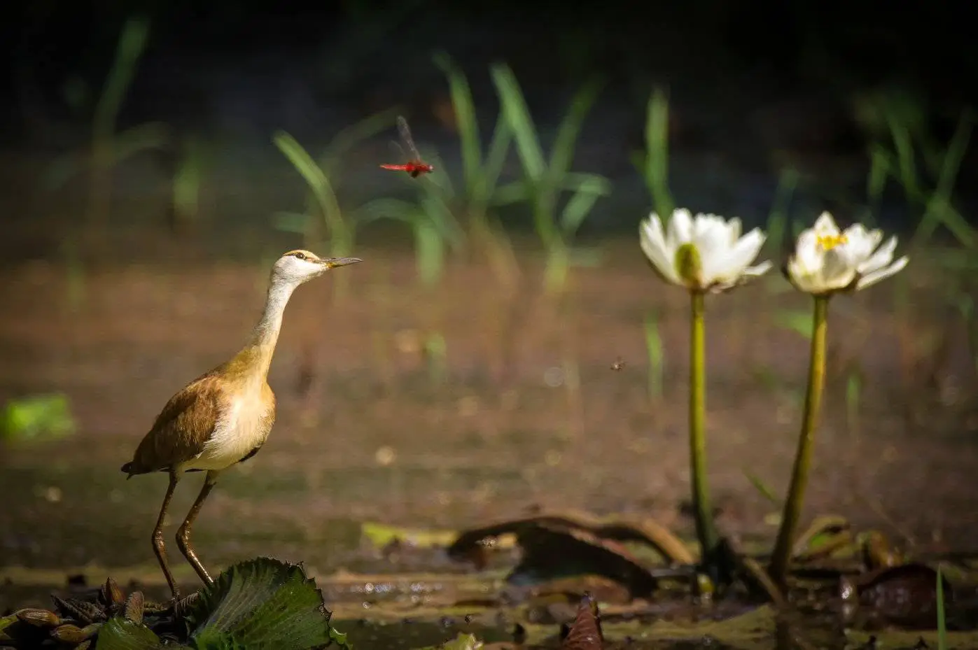 African Jacana on water lilies, red dragonfly in flight, Abéné airstrip