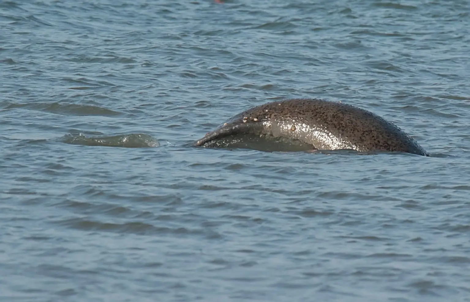African Manatee surfacing in the Casamance river, Pointe Saint-Georges