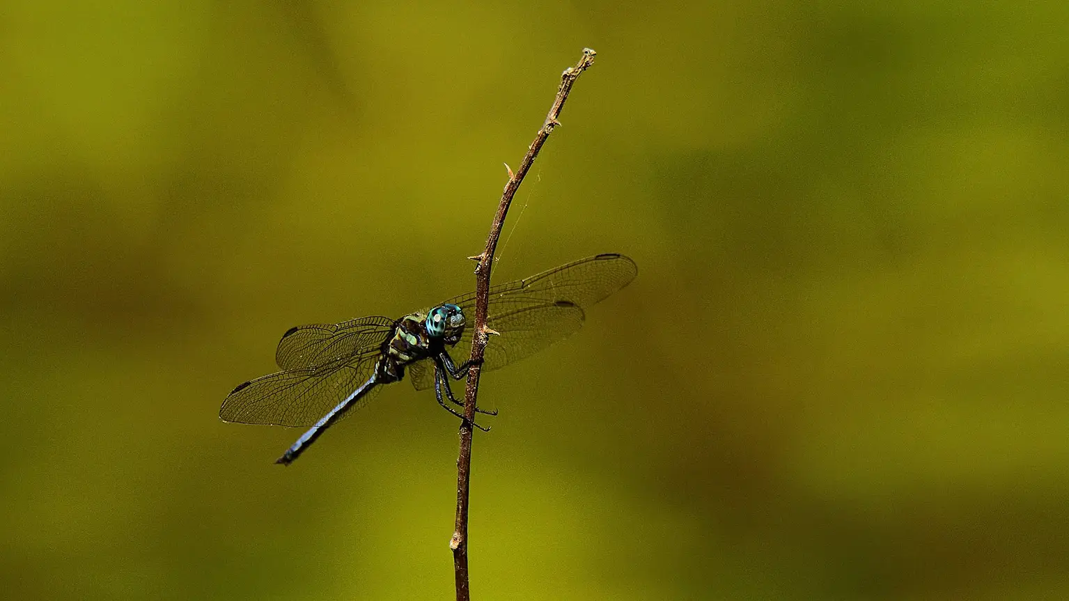 Blue dragonfly at rest on a dry stem, Casamance rice fields