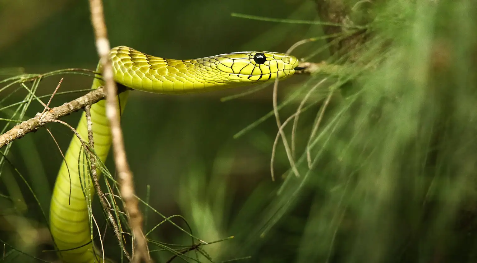 West African Green Mamba coiled in a filao tree, Casamance