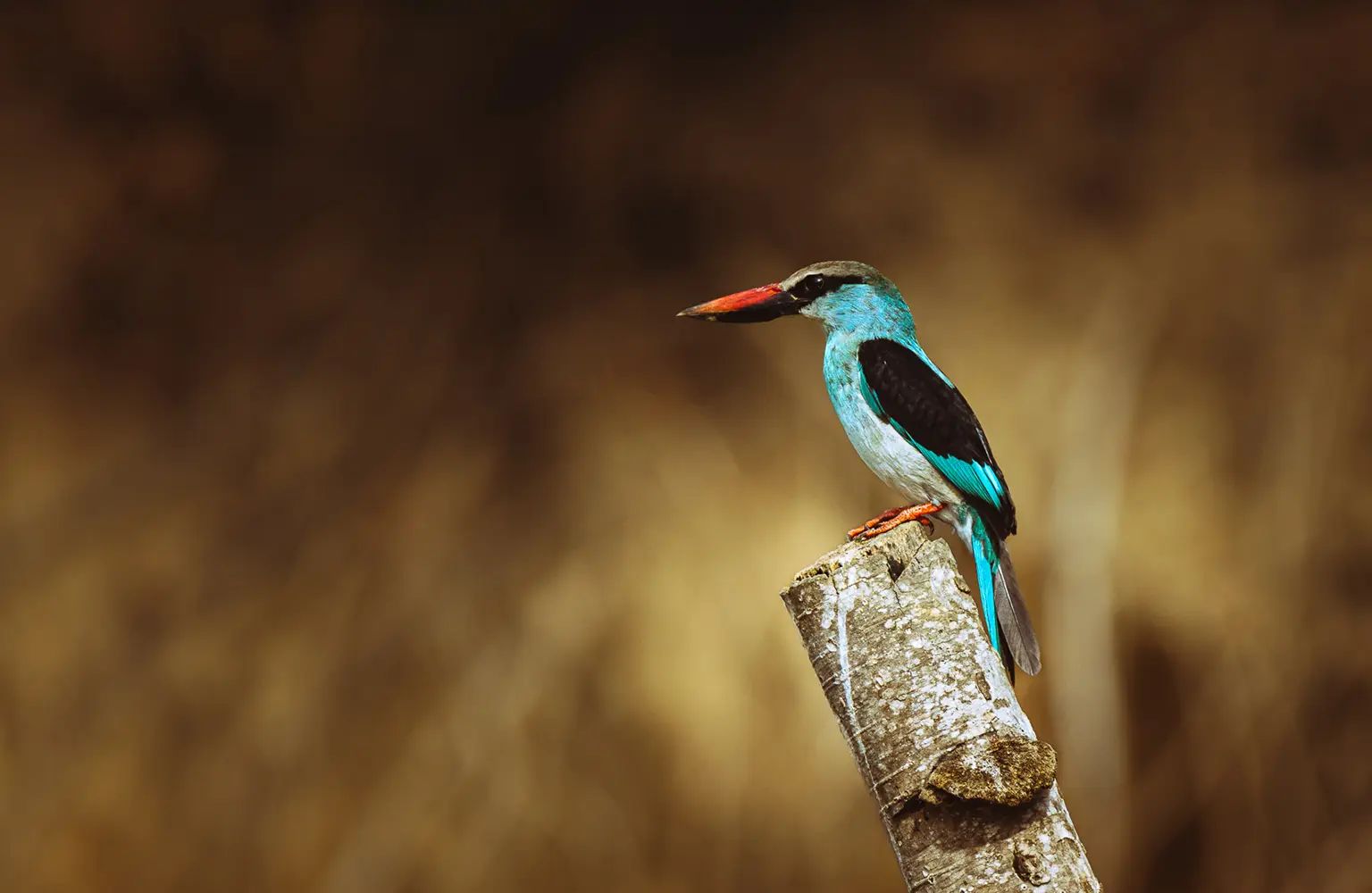 Martin-chasseur à poitrine bleue perché sur un piquet, Casamance
