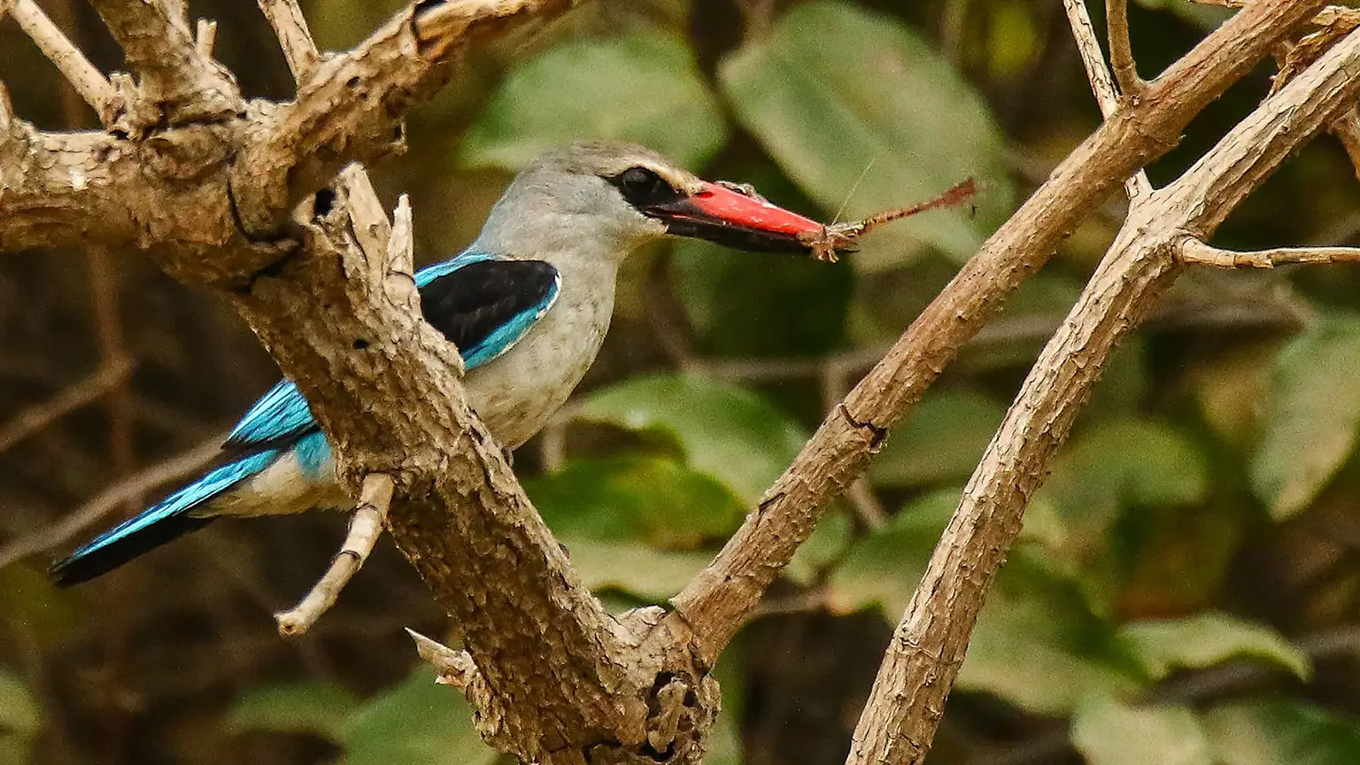 Martin-chasseur du Sénégal tenant une grenouille dans son bec